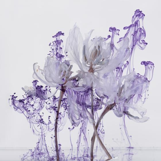 Fairies IV 3 - ©Kathrin Linkersdorff Das Farbfoto zeigt weiße Bllume in der Nahaufnahme, vor einem pastell lilanen Hintergrund. Außerdem sieht man dunkel lilane Tropfen fadenartig um die Blumen schweben.