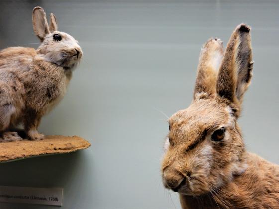 Wildkaninchen & Feldhase - © LIB