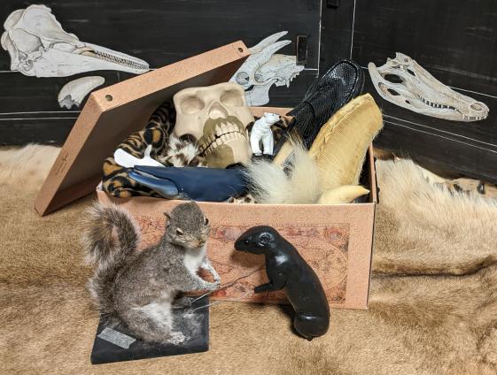 Museum zum Anfassen, Materialkoffer Museum der Natur Zoologie - © Museumsdienst Hamburg, Laura Grimm Das Foto zeigt einen Karton voller Objekte, die blinde und seheingeschränkte Menschen bei der Führung anfassen und ertasten dürfen: ein präpariertes Eichhörnchen, menschliche und tierische Schädelabgüsse, Felle, Schleichfiguren, Walbarten u.a.