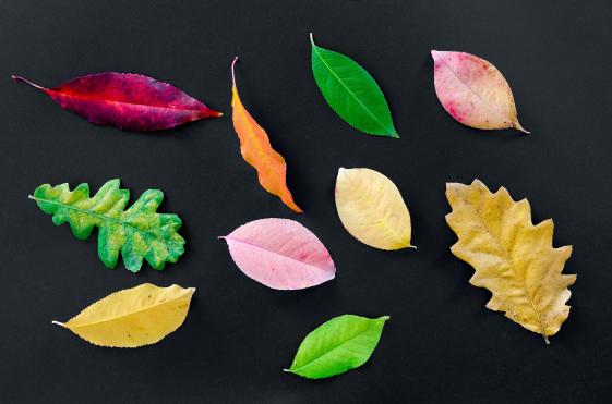 Symbolfoto Blätter - © Foto von Lukas auf Pexels Bunte Blätter