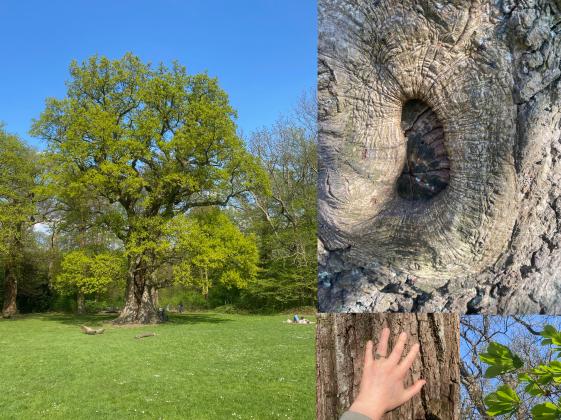 Anne Oschatz 2025 - ©Anne Oschatz Zu sehen ist eine Collage aus drei Bildern. Es sind ein großer Baum auf einer Lichtung und zwei Nahaufnahmen von der Rinde eines Baumes
